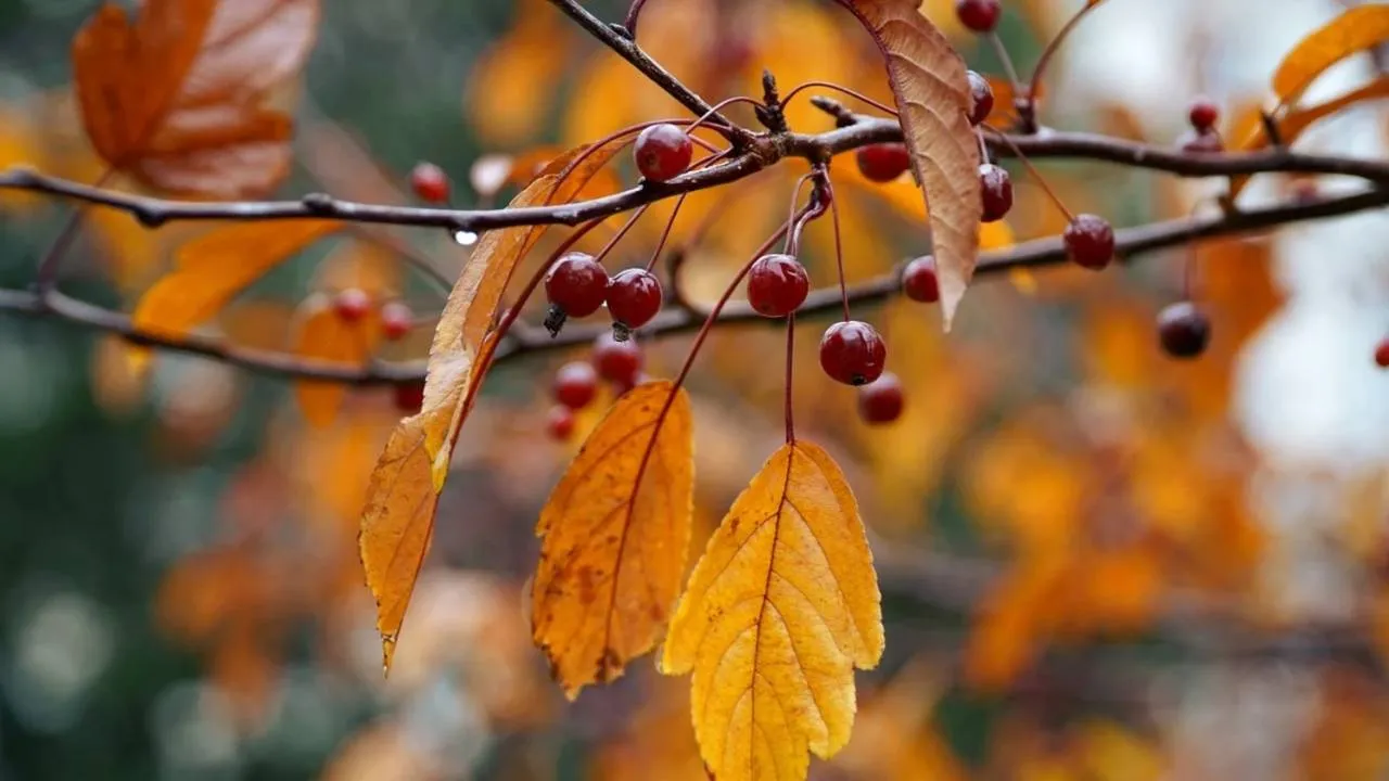 Trochę cieplej, ale nie wszędzie. Jaka pogoda będzie 11 listopada? [PROGNOZA]