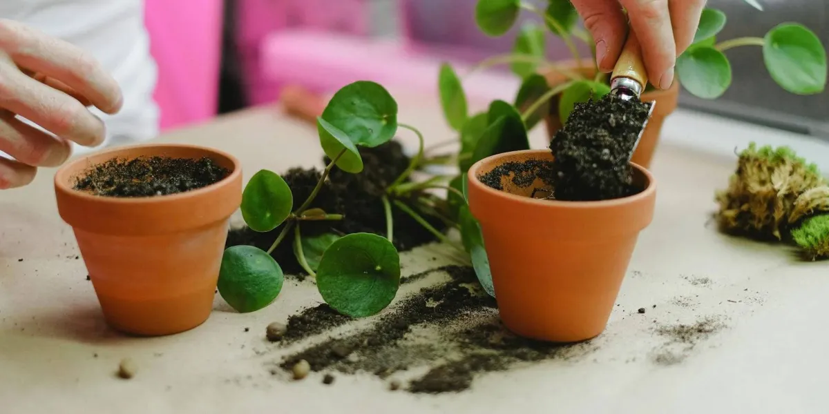 Sadzenie kwiatów w doniczce