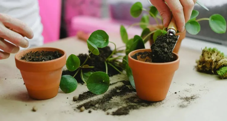 Jak zadbać o domowe rośliny? Ten QUIZ warto rozwiązać