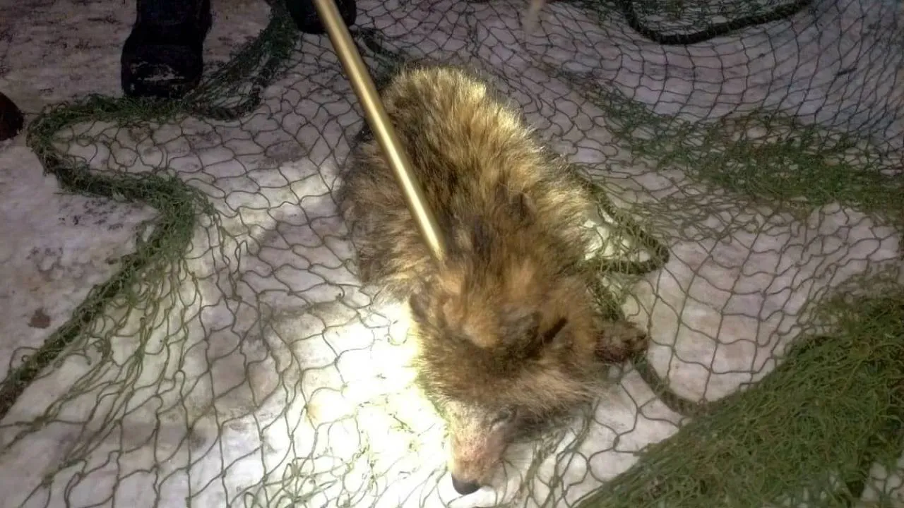 Kuriozalny finał interwencji policji. Miał być pies, było... dzikie zwierzę. "Nietrudno o pomyłkę"