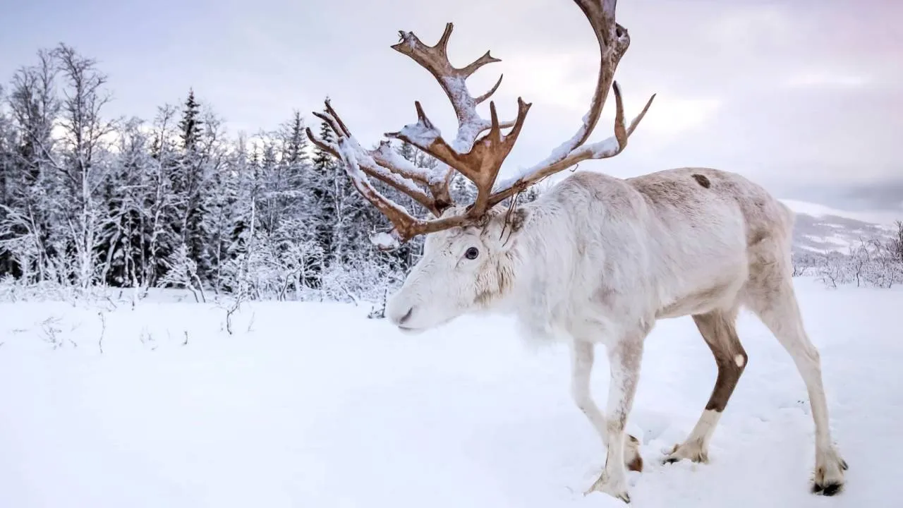 Ponad 40 stopni na minusie. Padł rekord!