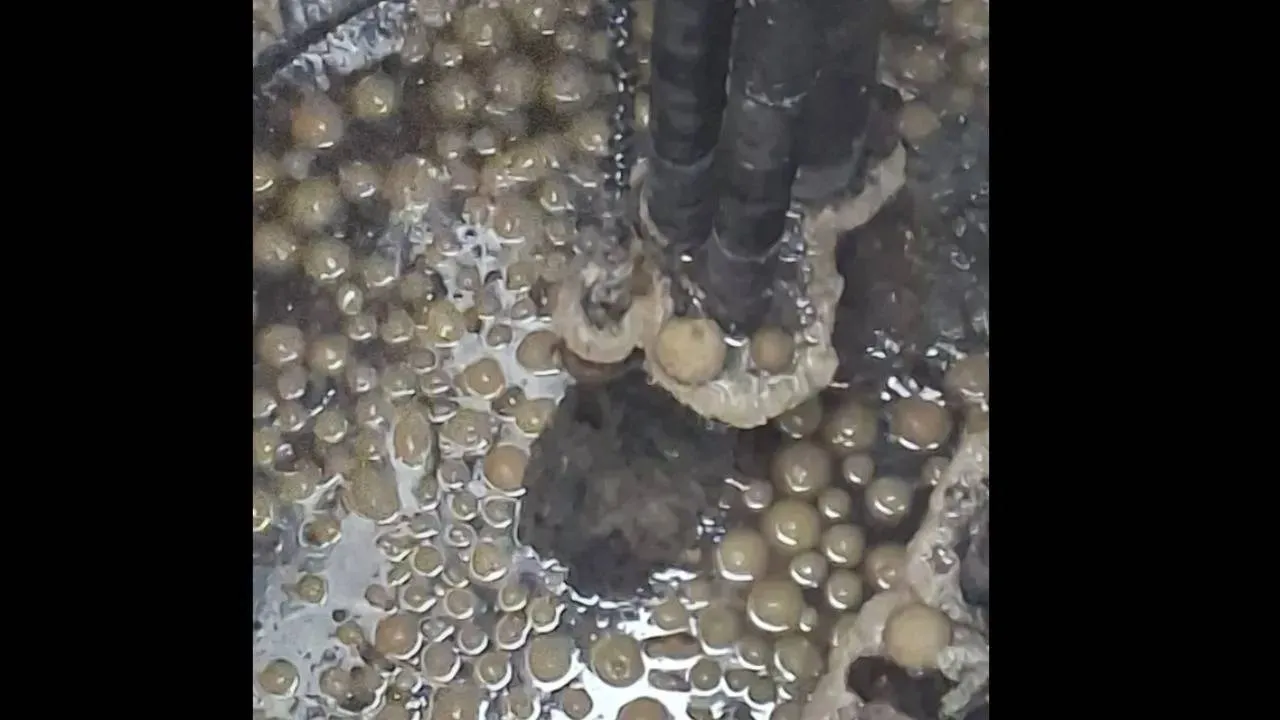 Zatkana kanalizacja po Tłustym Czwartku. Powód awarii był zaskakujący