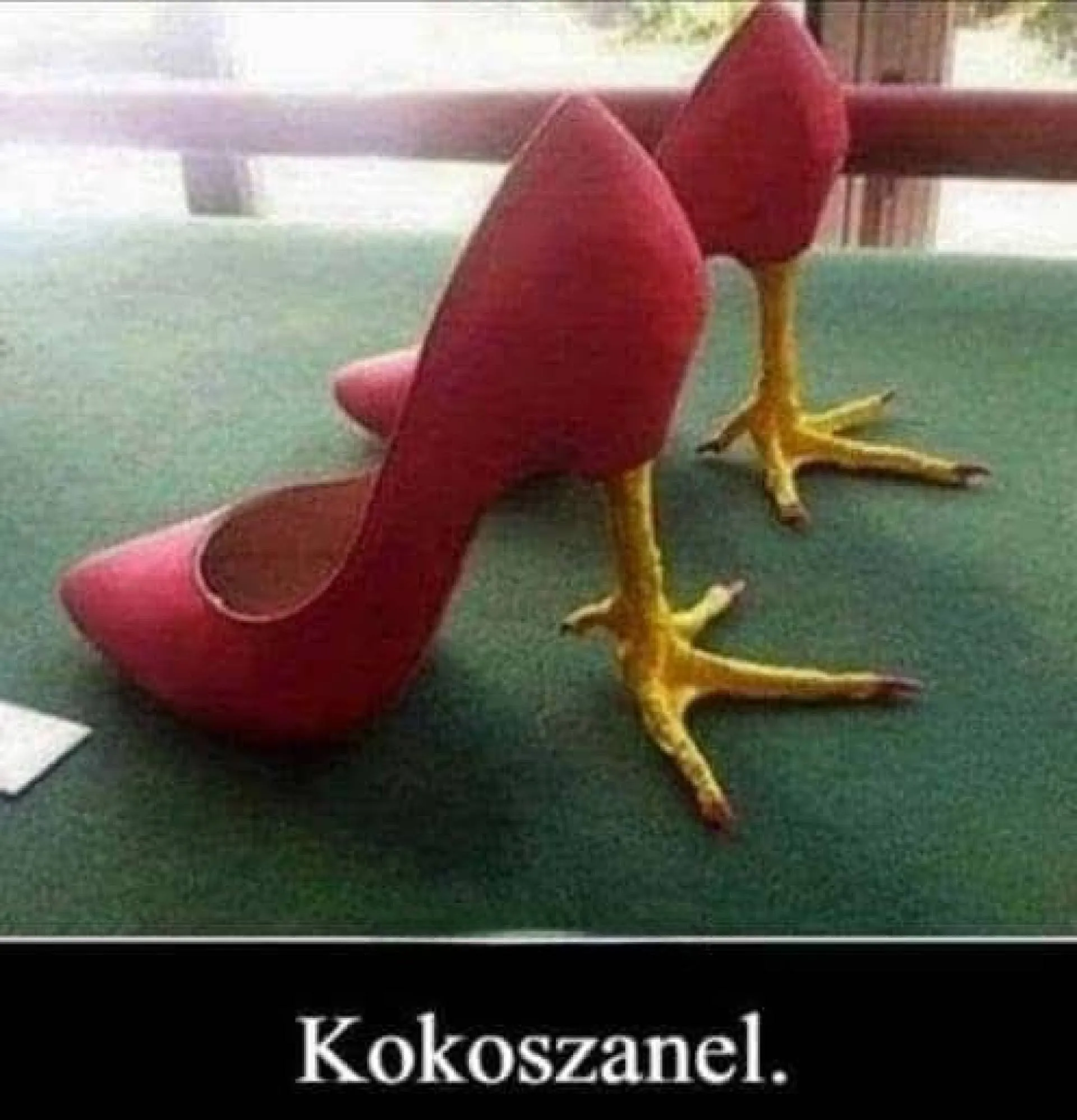 Kokoszanel