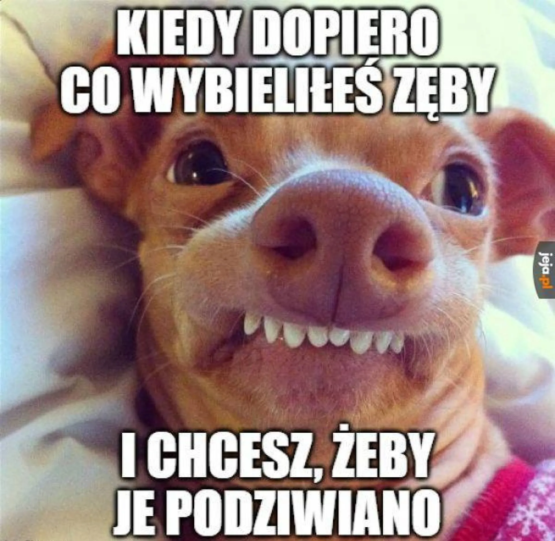 Bielutkie