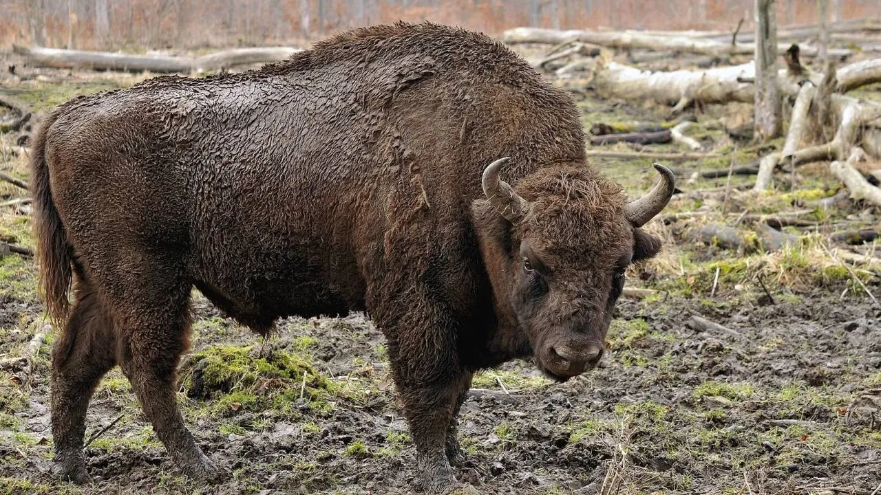 Nietypowy wypadek na Podlasiu. Pociąg "Żubr" zderzył się z grupką żubrów