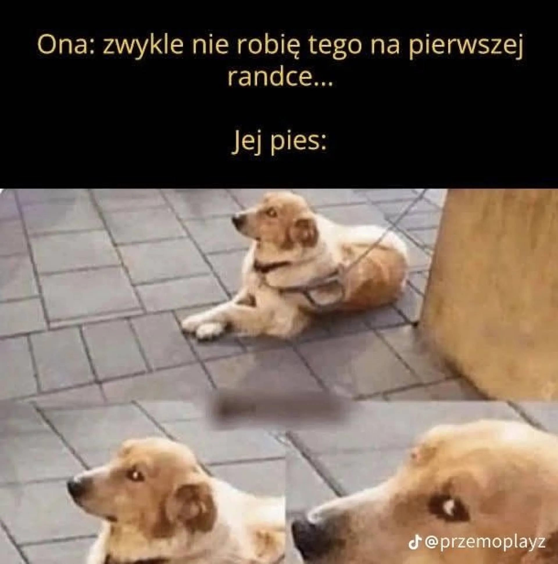 Pies prawdę powie