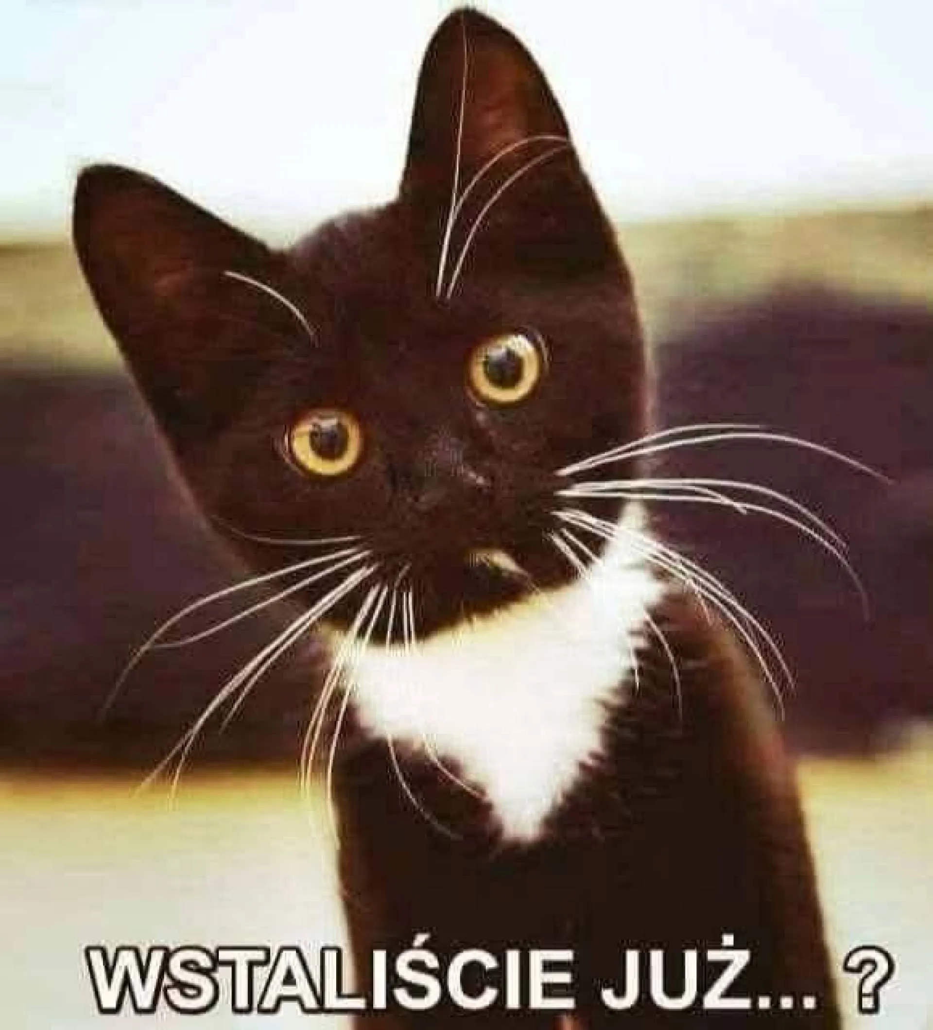 Też tak was witają?