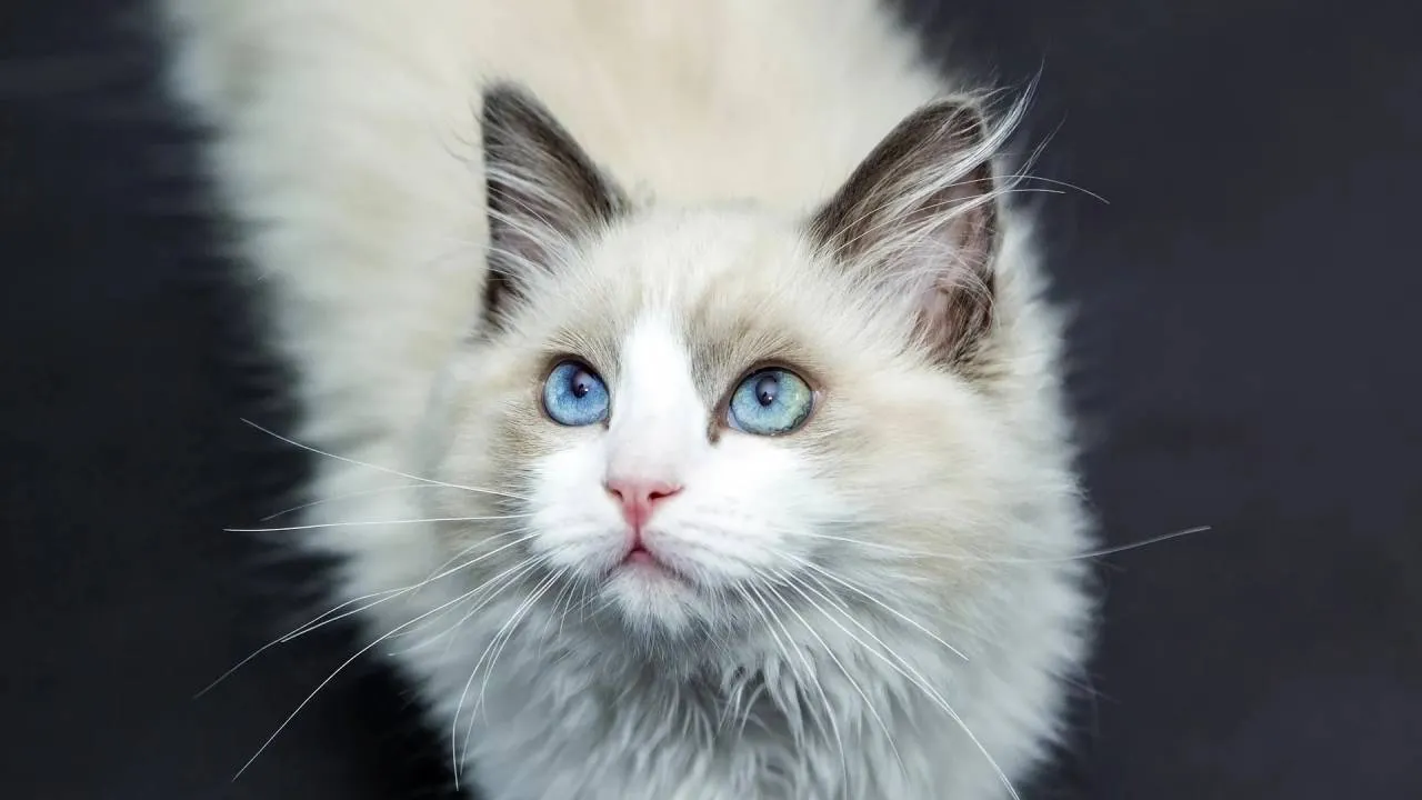 Nowe obowiązki dla właścicieli kotów. Zgłoszono poprawkę