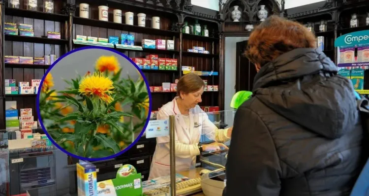 Wcale nie oliwa z oliwek. Jest lepszy i tańszy olej dla seniorów