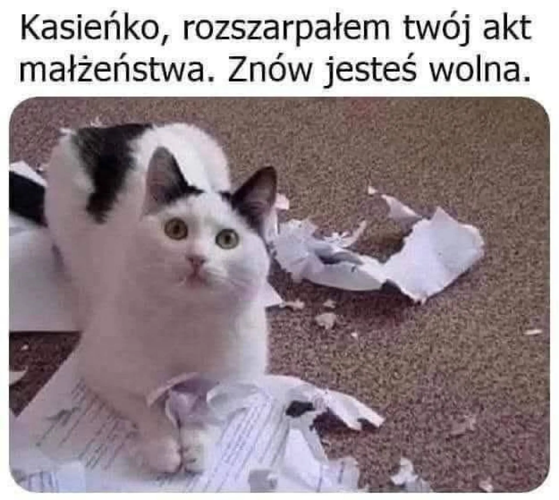 Kocie...