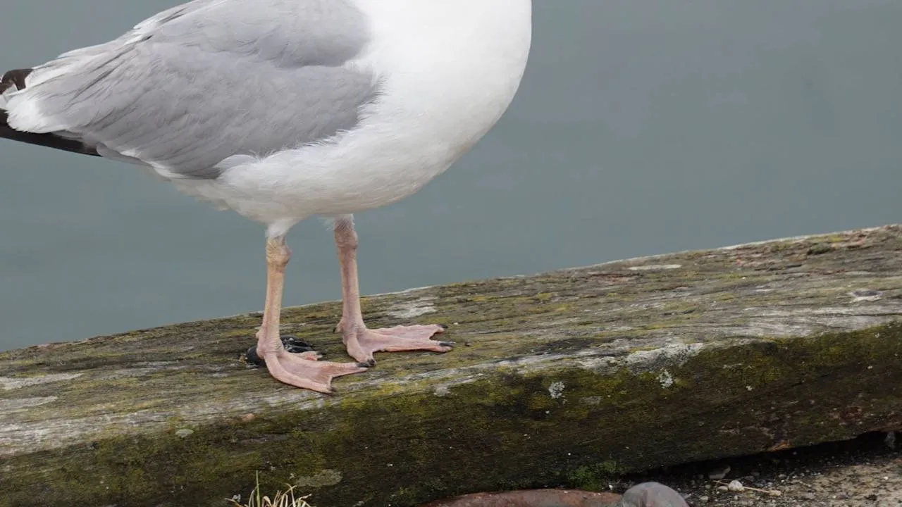 Ptaki bez tajemnic. 15 pytań, które mogą Cię zaskoczyć