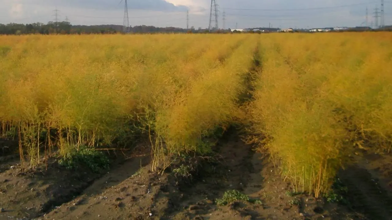 "Dramat" Niemców. Nie ma kto u nich pracować przy zbieraniu szparagów