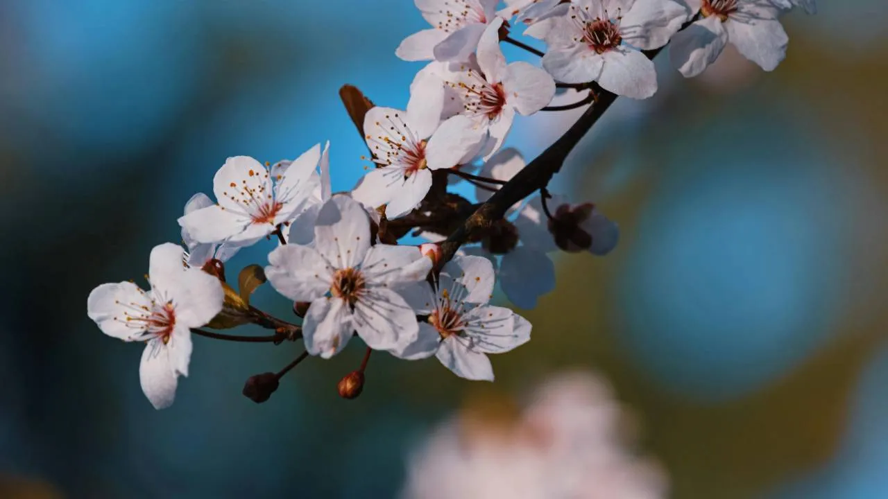 Wiosna w kratkę: wiatr, chłodne noce i deszcz na horyzoncie