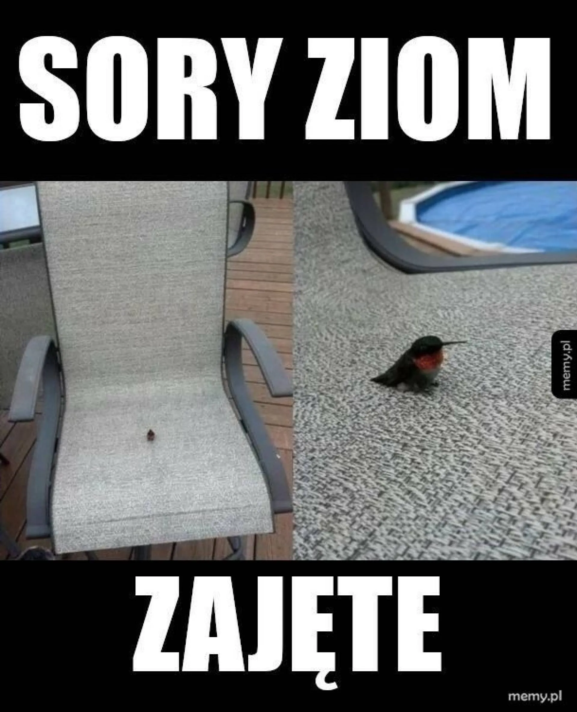 Zajęte