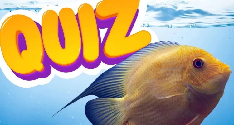 Quiz o rybach