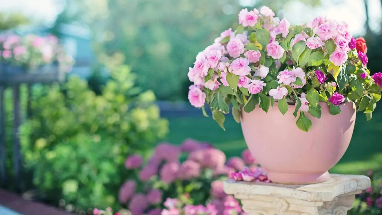 Powiedz mi, co sadzisz, a powiem Ci, kim jesteś. Wielki test ogrodowej osobowości