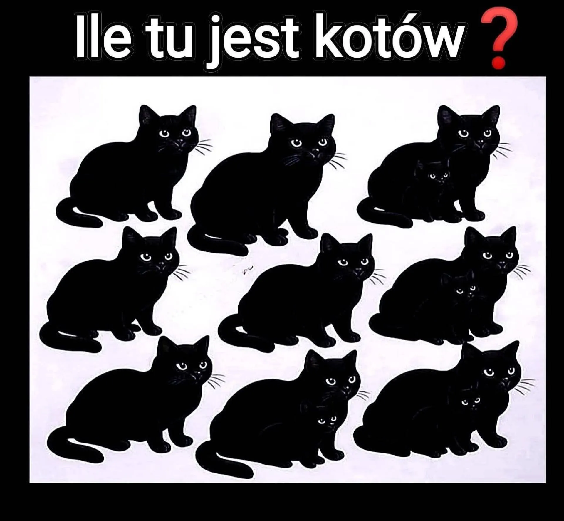 Ile kotów?