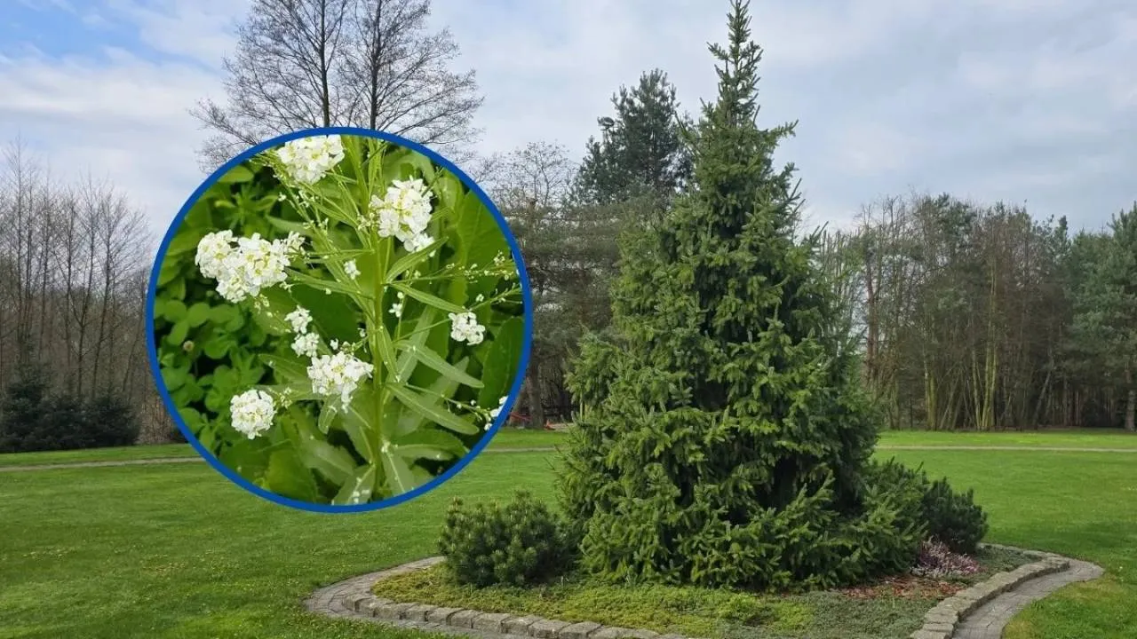 Posadź w ogrodzie. Kleszcze ominą go szerokim łukiem