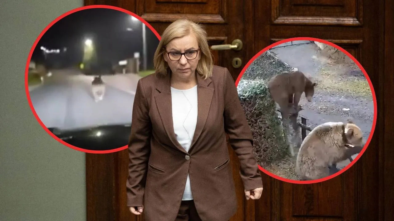 Śmiertelnego ataku niedźwiedzia można było uniknąć? „W MKiŚ postawili prawa zwierząt wyżej, niż prawa ludzi”
