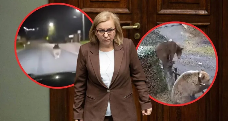 Śmiertelnego ataku niedźwiedzia można było uniknąć? „W MKiŚ postawili prawa zwierząt wyżej, niż prawa ludzi”