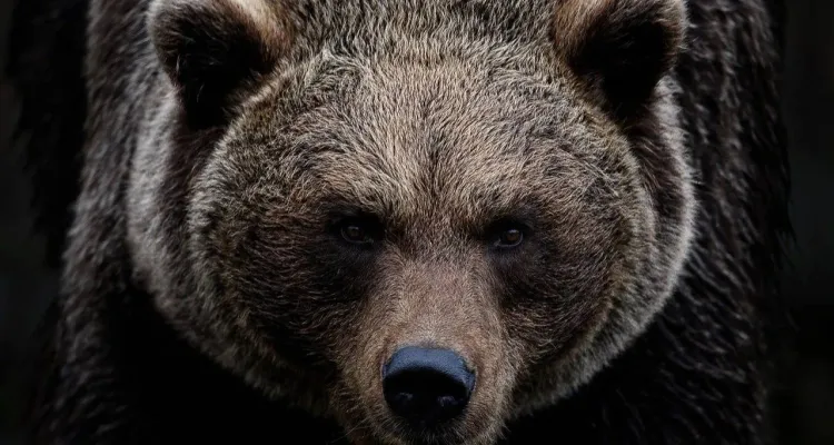 Śmiertelny atak niedźwiedzia. Prokuratura wszczyna śledztwo