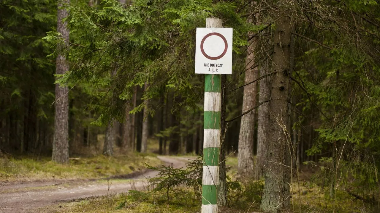 Spadają zyski Lasów Państwowych. Koalicja realizuje obietnicę? Wyniki najgorsze od 2015 r.