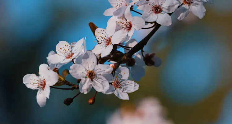 Taka będzie pogoda na majówkę. Temperatura miejscami sięgnie nawet 28 st. C