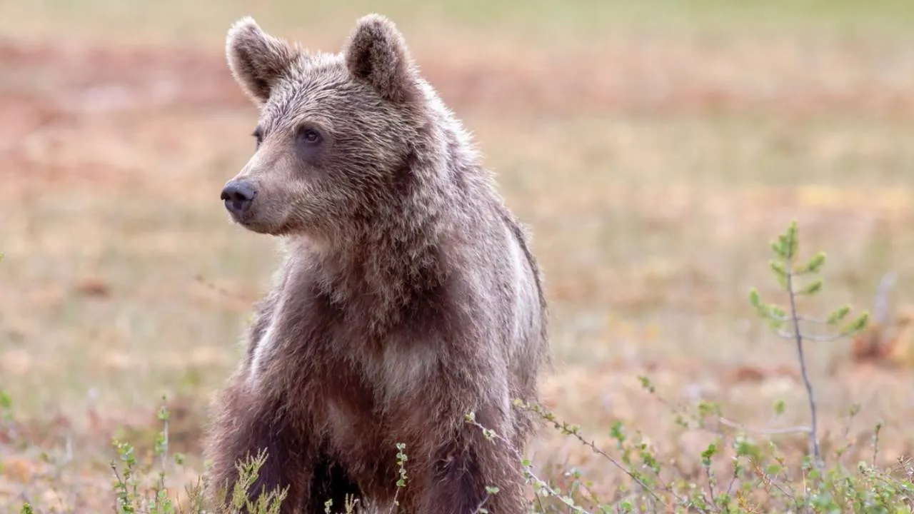 Jak zatrzymać niedźwiedzie w górach? Leśnicy mają pomysł, jak to zrobić