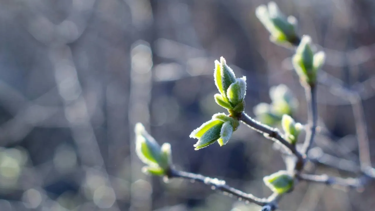 Przymrozki w całej Polsce. Temperatura spadnie nawet do -12 st. C