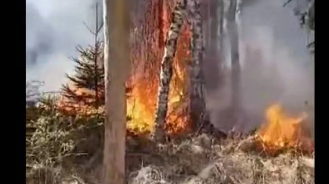 Pożar poligonu w Nowej Dębie. "Spłonęło ok. 50 hektarów" [WIDEO]