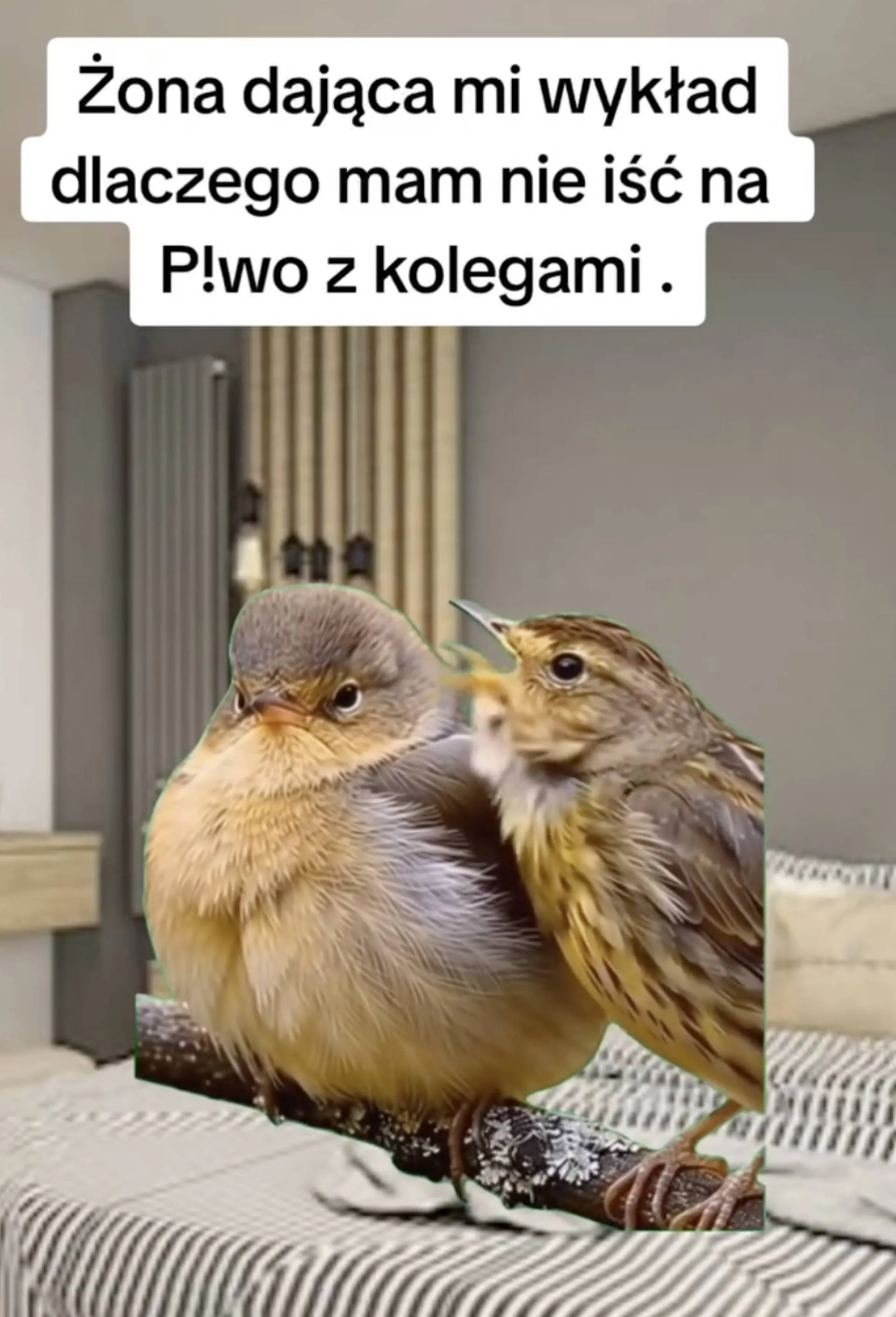 Rozumiesz?!