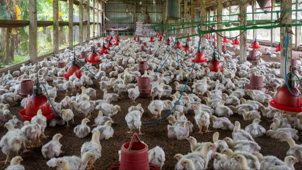 Brazylijska salmonella u bram Europy. Skażony drób z Ameryki Południowej uderza w negocjacje UE–Mercosur