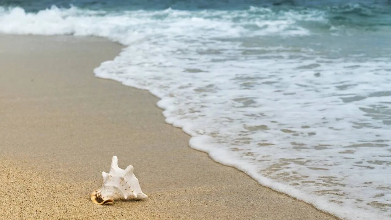 Padły wieloryb na plaży w Mikoszewie. Pobrano próbki