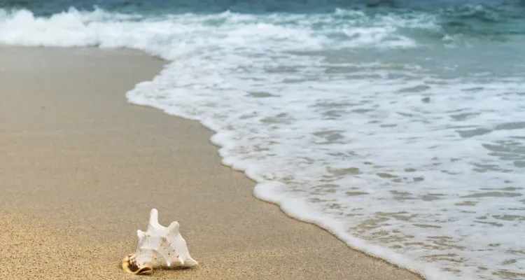 Padły wieloryb na plaży w Mikoszewie. Pobrano próbki