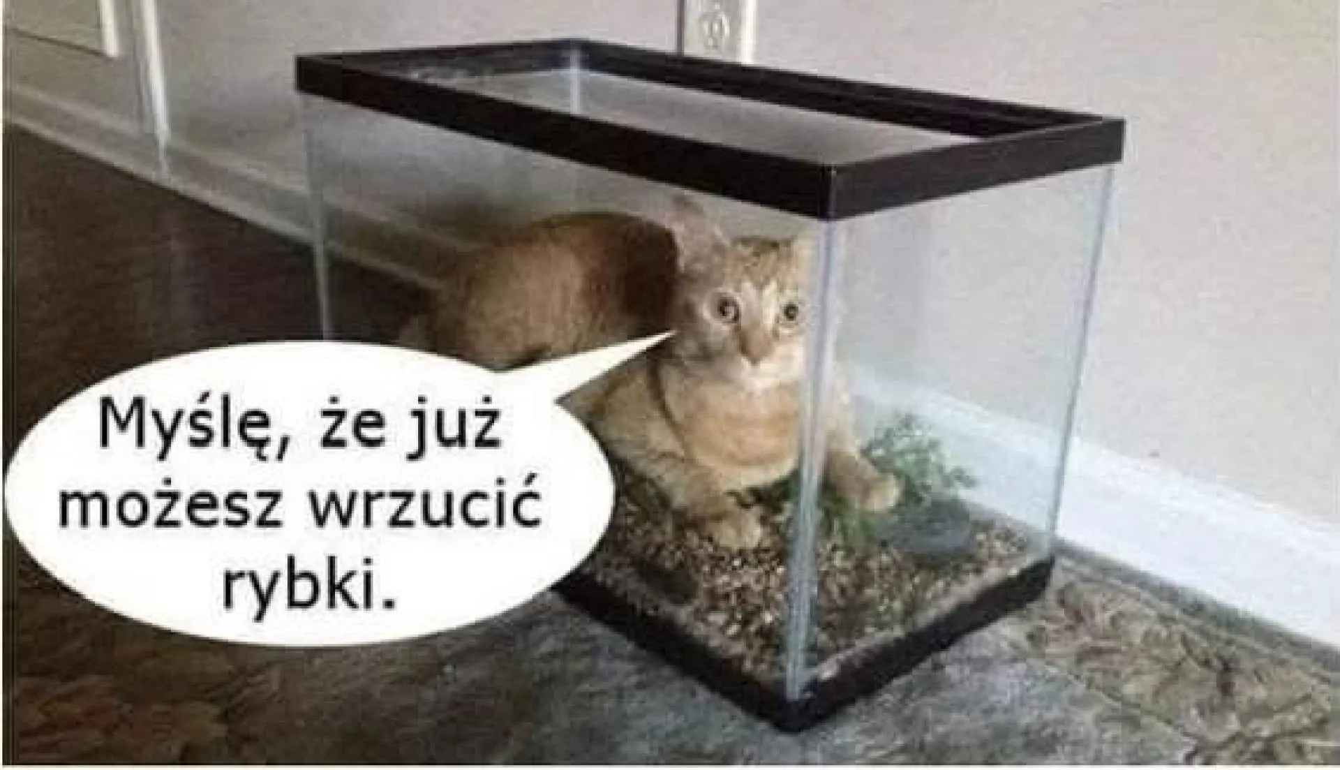 Śmiało