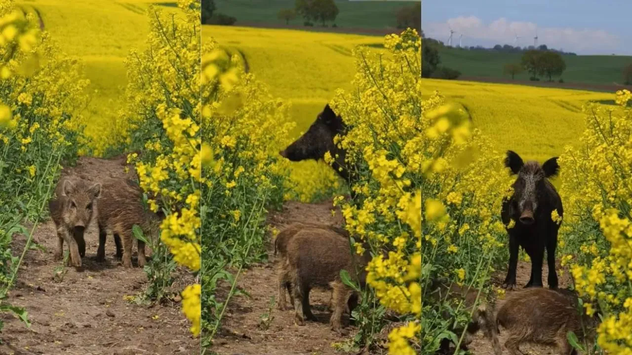 Fotografował warchlaki w rzepaku. Nagle na ścieżce stanęła ich matka