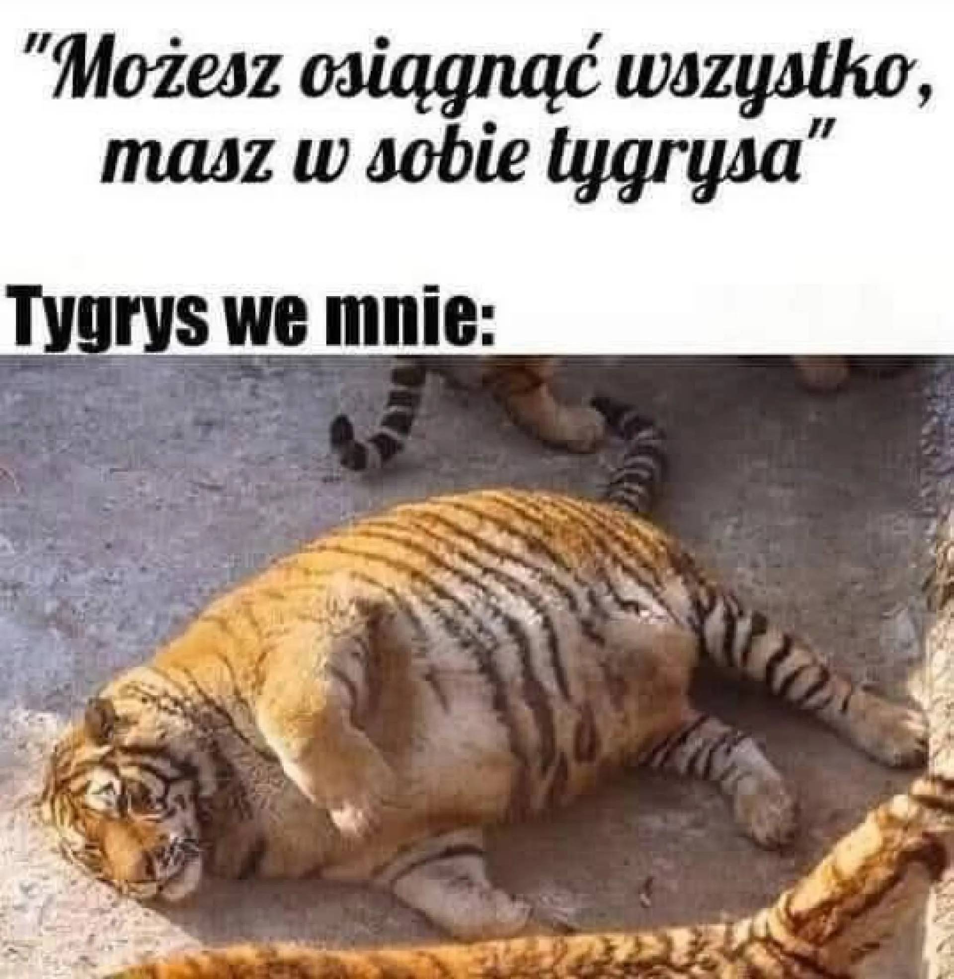 Tygrys