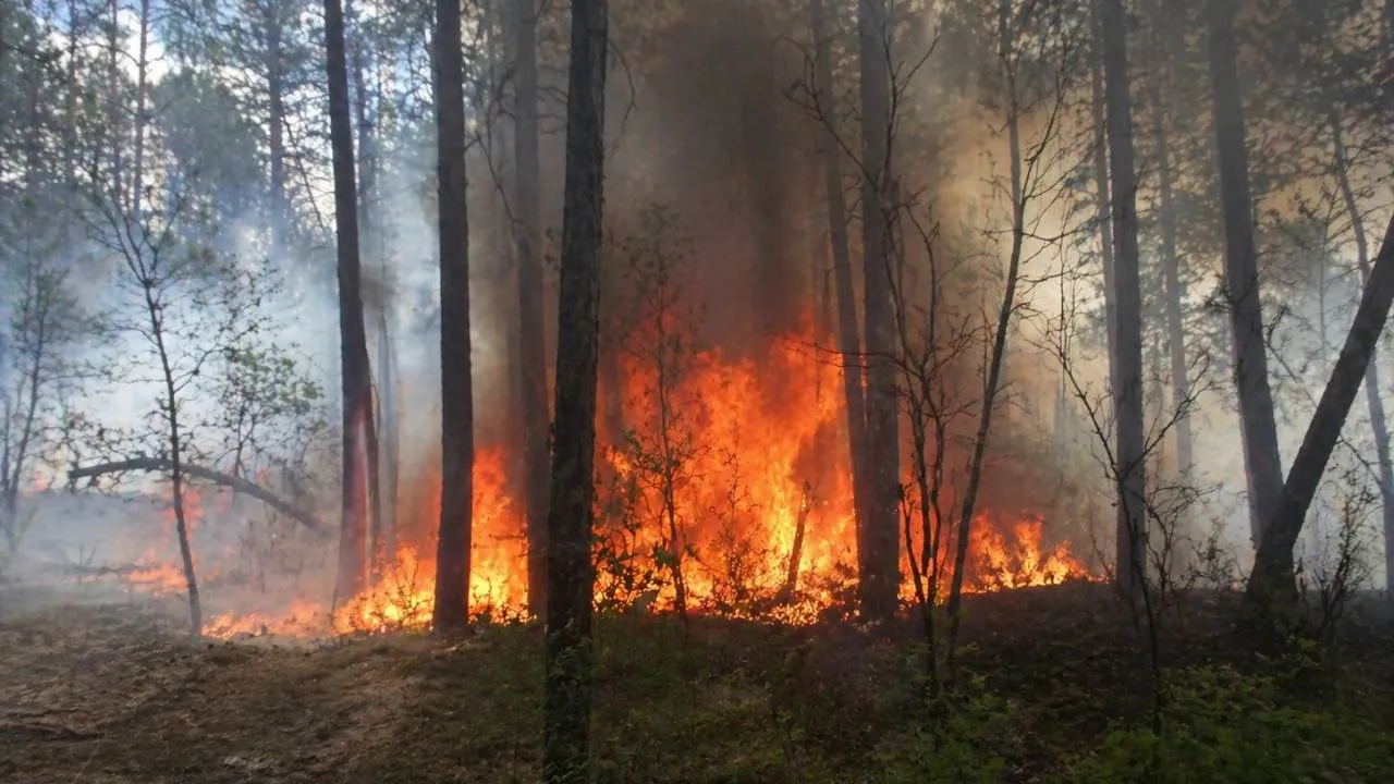 Pilny komunikat Lasów Państwowych. "Niebezpieczny pożar na Mazowszu"
