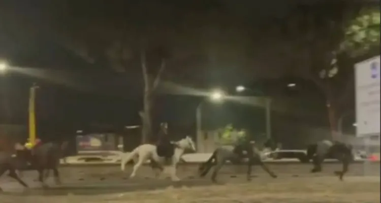 Przez Rzym nocą biegło stado koni. Spłoszone zwierzęta wywołały zamieszanie w mieście WIDEO