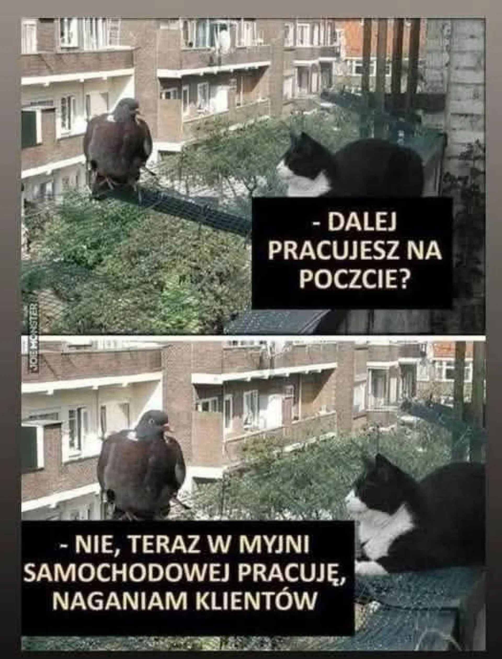 Zawód gołąb