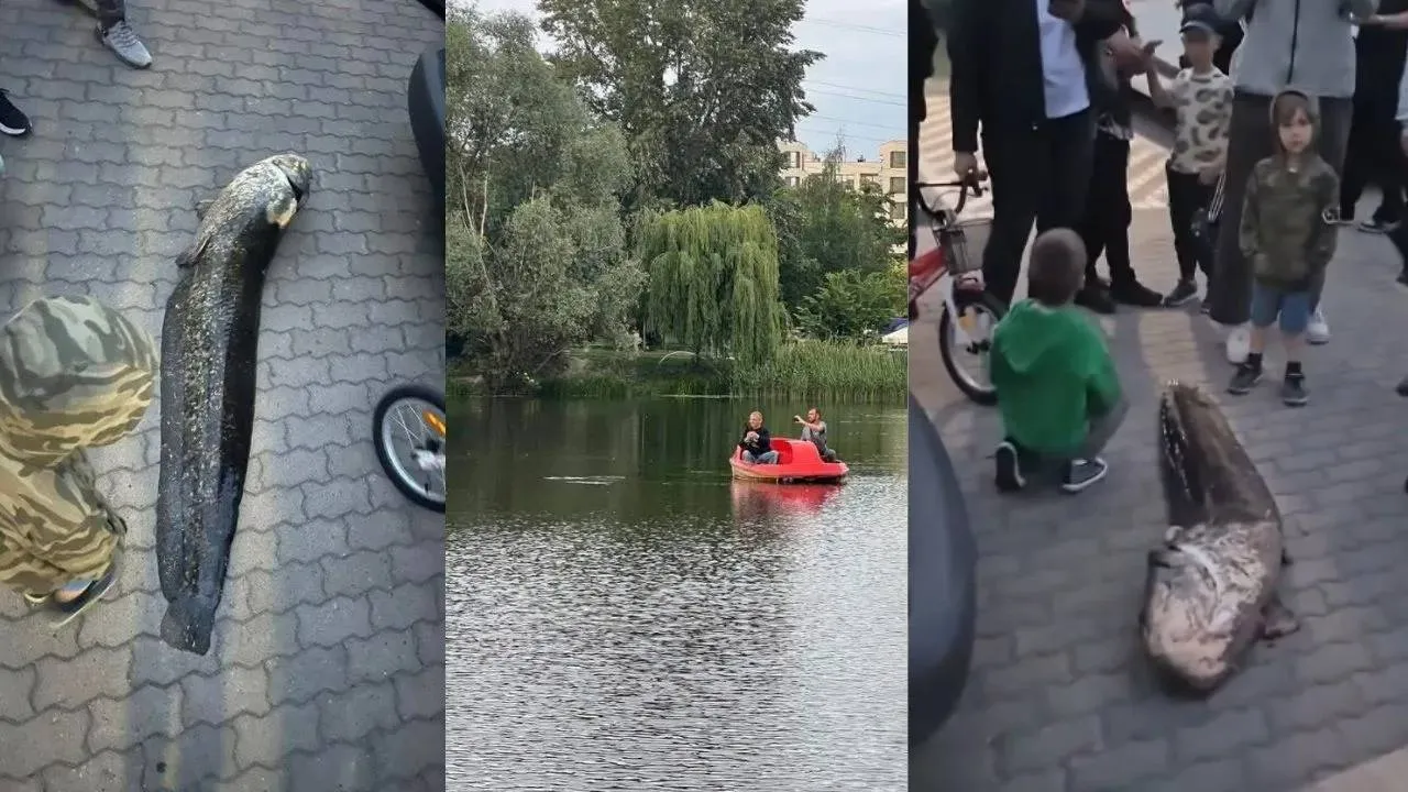Wyłowili legendarną rybę z warszawskiego jeziora. Policja zatrzymała podejrzanego [WIDEO]
