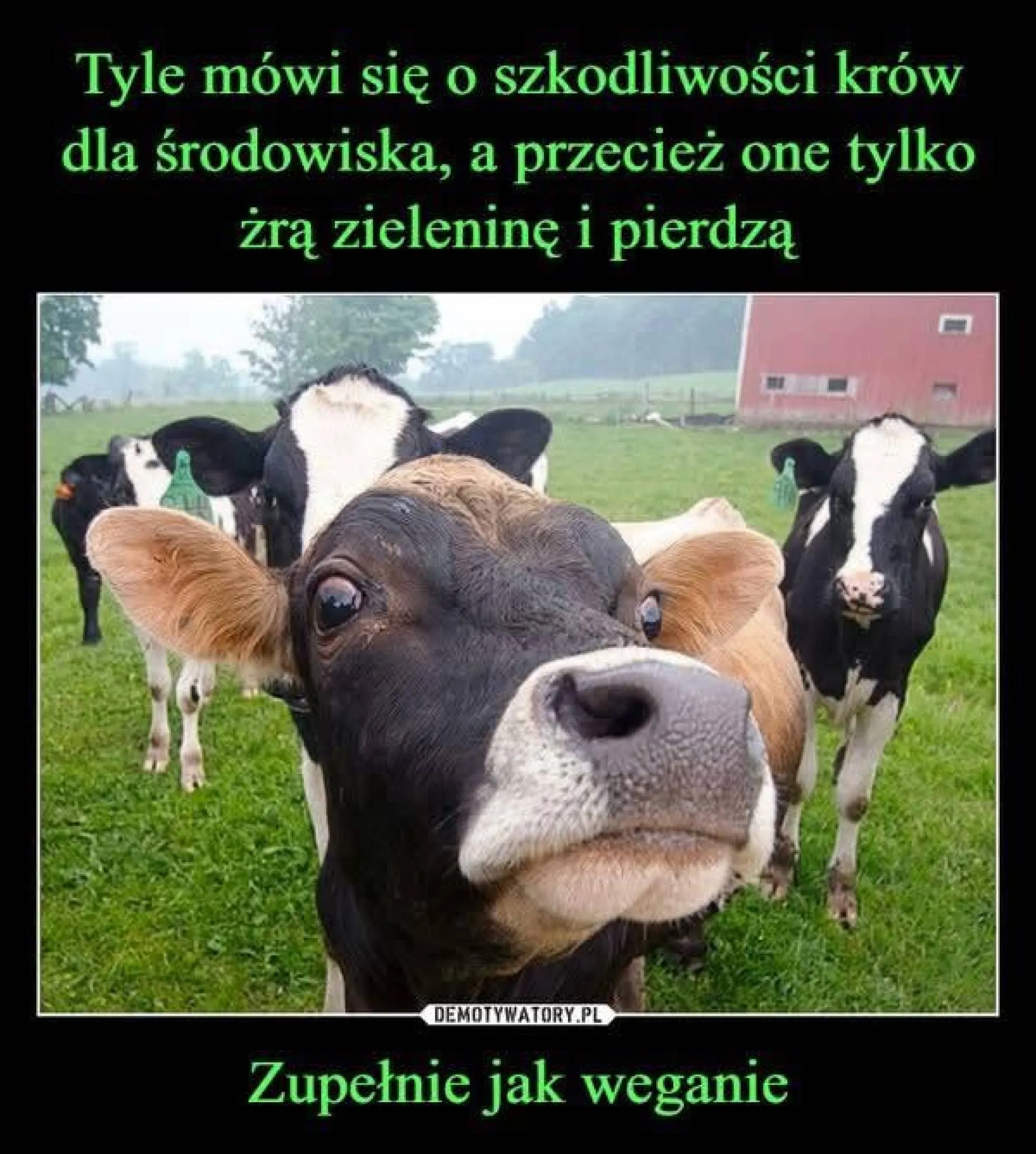 Krowy