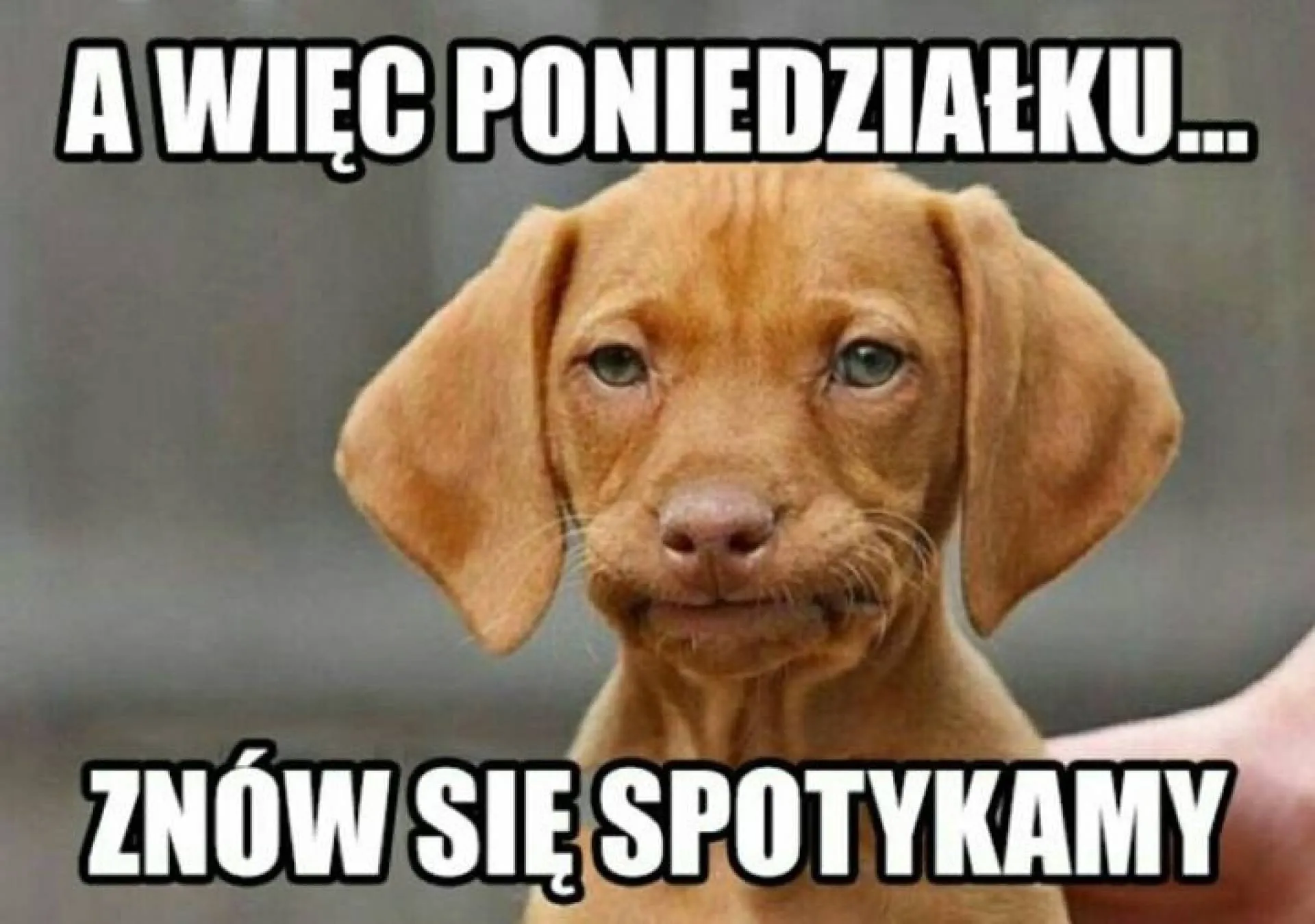Znów poniedziałek