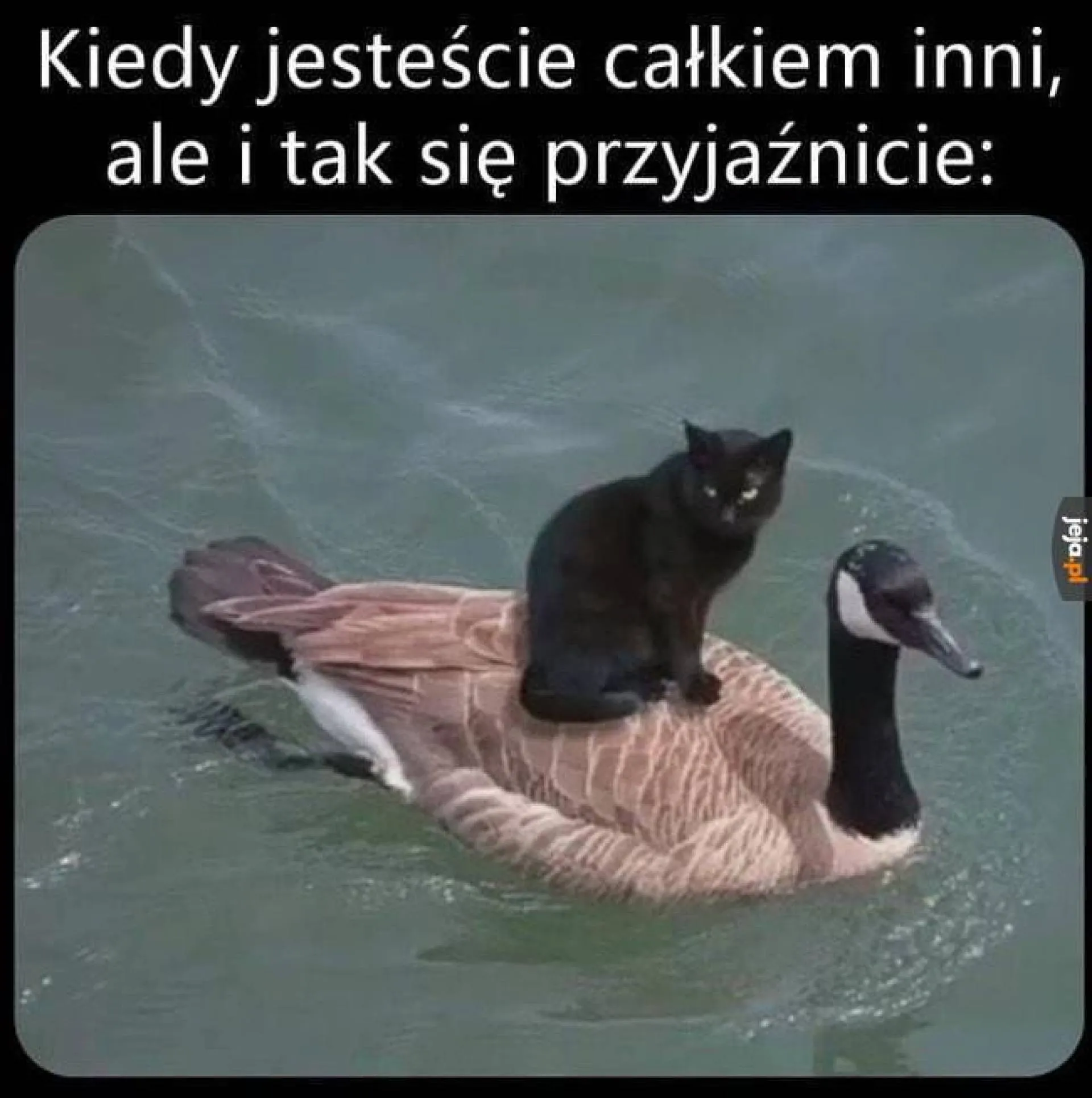 Inni, ale...