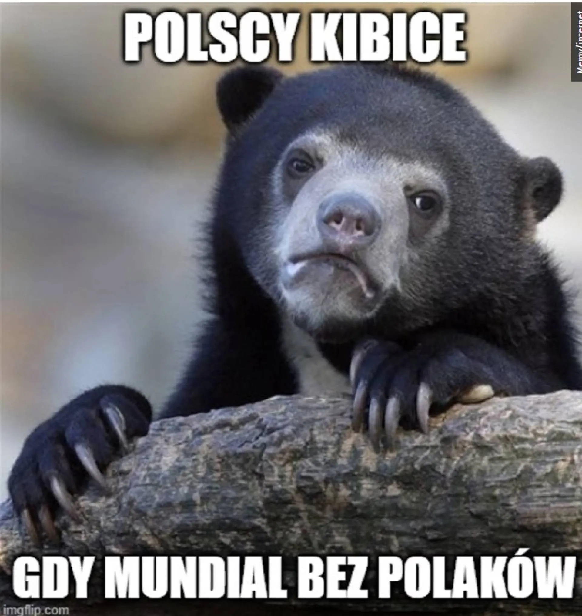Kibice