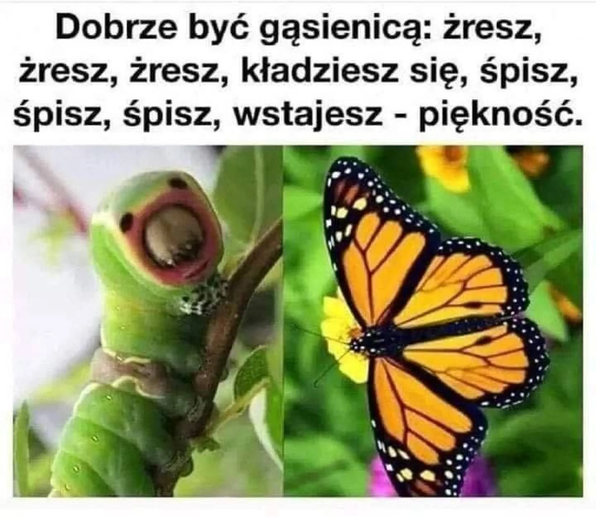 To jest życie