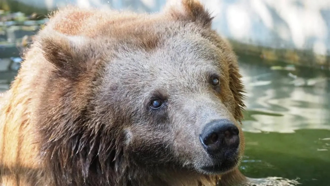 Warszawskie zoo opłakuje ostatnią niedźwiedzicę. Zwierzę odeszło kilka dni temu "za Tęczowy Most"