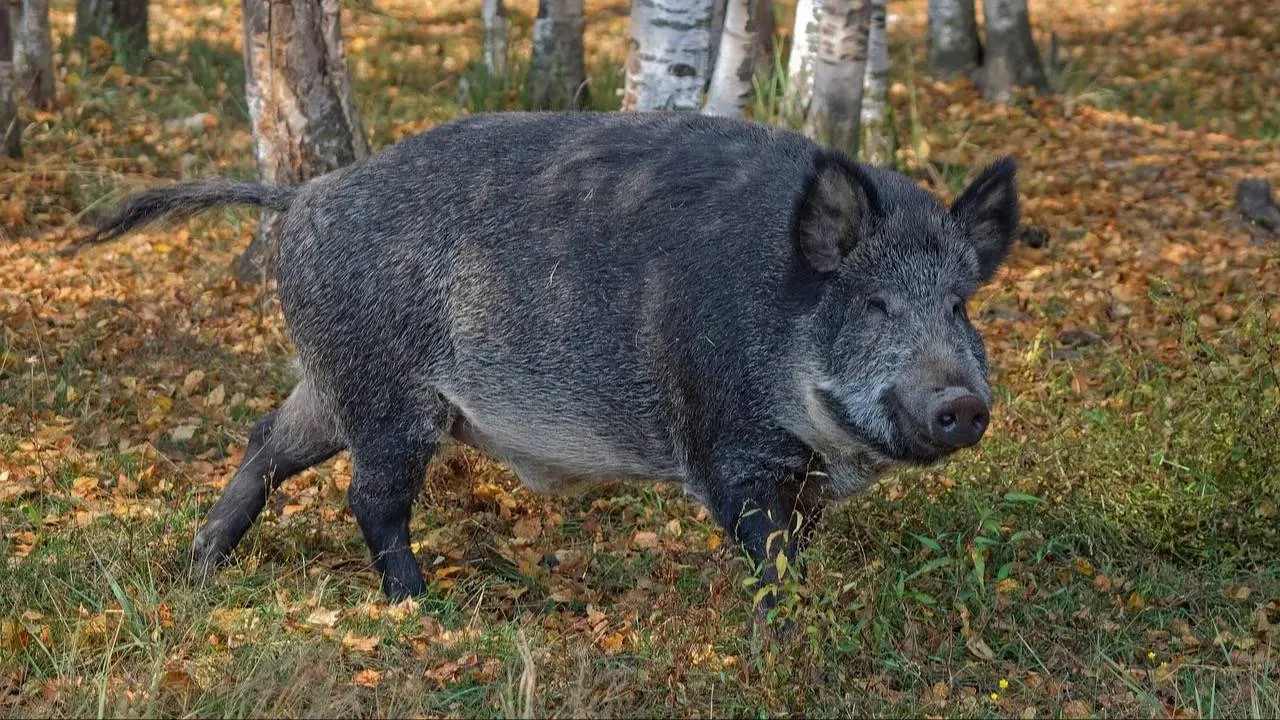 Locha rzuciła się na wózek. Roczne dziecko w szpitalu