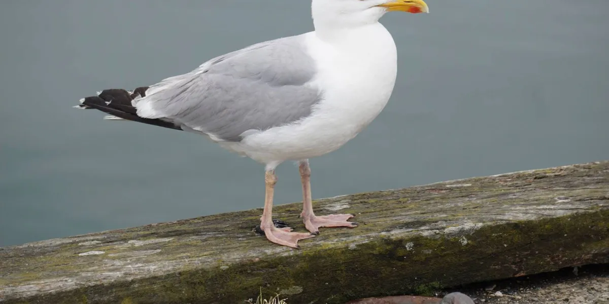 Mewa