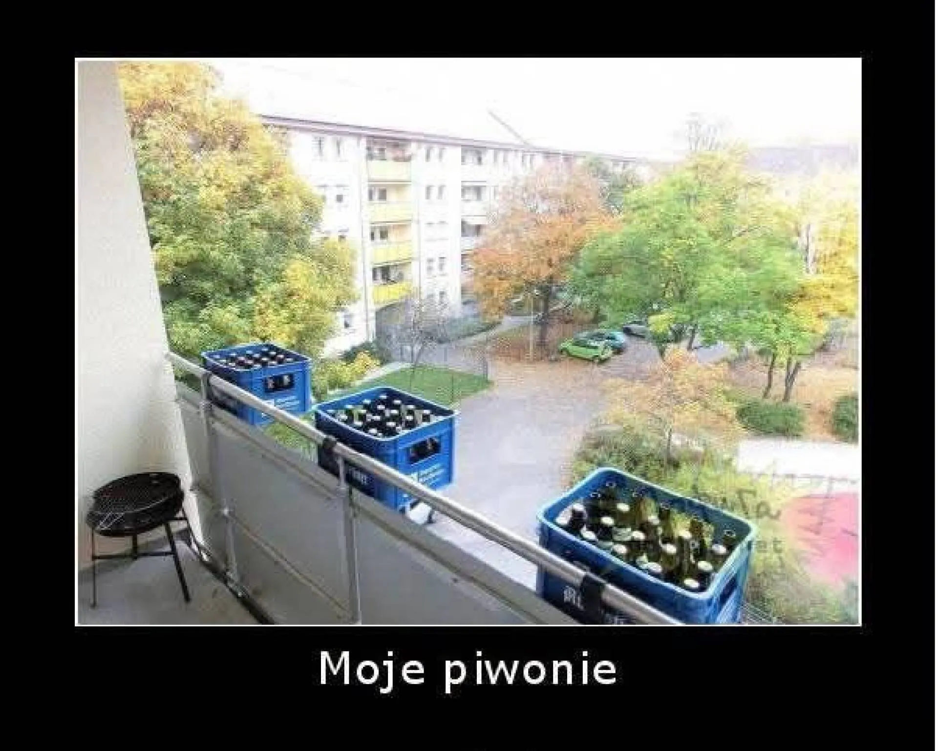 Piwonie